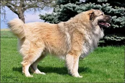 Kavkazský pastevecký pes /kavkazský ovčák - s PP