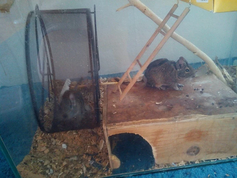 Osmák degu