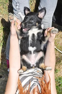 kříženci border kolie s ohařem