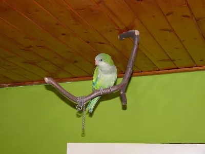 Mníšek šedý, ručně dokrmený