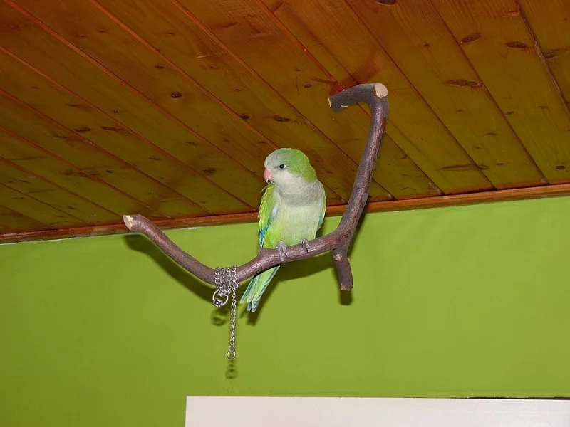 Mníšek šedý, ručně dokrmený