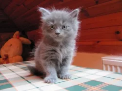 Prodám čistokrevná sibiřská koťátka bez PP