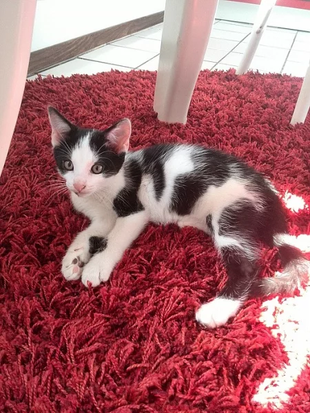Černobílé koťátko