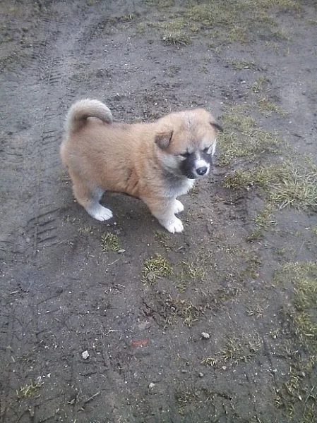 Akita-Inu