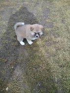 Akita-Inu