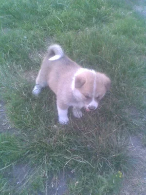 Akita-Inu