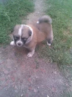 Akita-Inu
