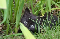 Černý kocourek s delší srstí