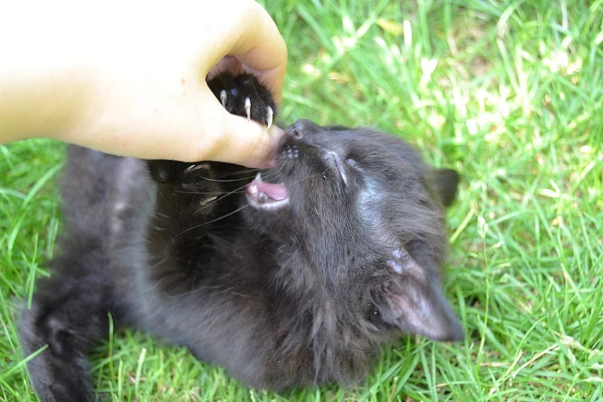 Černý kocourek s delší srstí