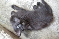 Černý kocourek s delší srstí