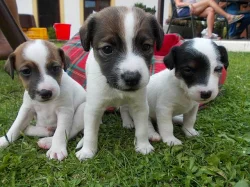 Štěňata Jack russell teriér
