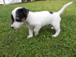 Štěňata Jack russell teriér