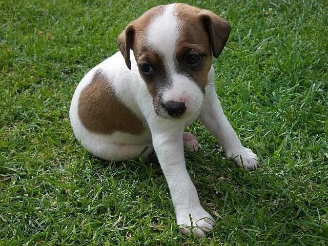 Štěňata Jack russell teriér
