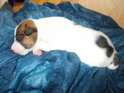 Štěňata Jack russell teriér