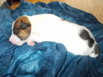 Štěňata Jack russell teriér