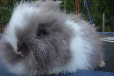 TEDDY/čistokrevný zakrslí chlapeček králíčkak odbě