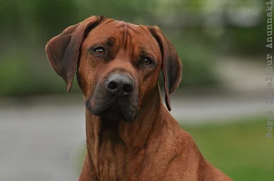 RHODÉSKÝ RIDGEBACK ŠTĚŇATA