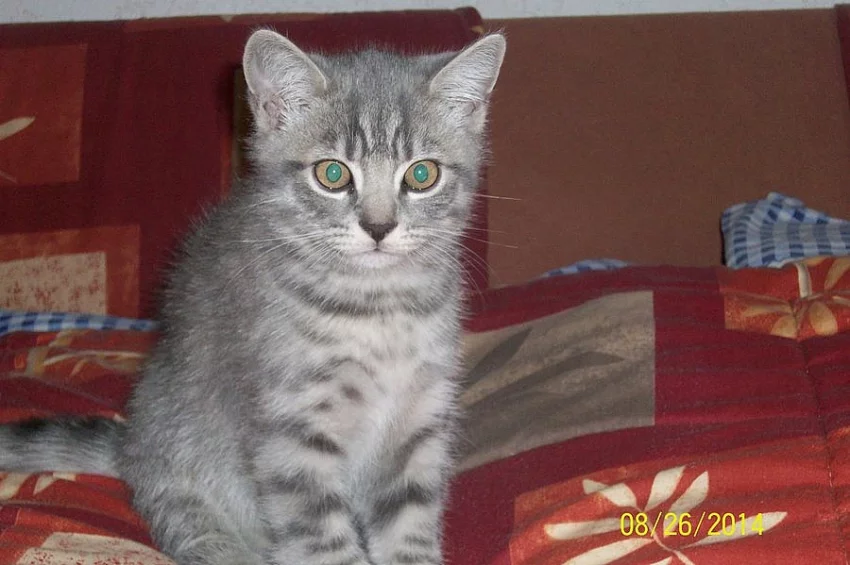 whiskas kocourek