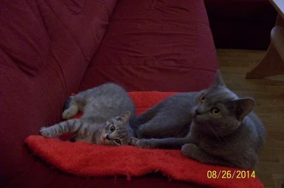 whiskas kocourek