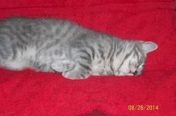 whiskas kocourek