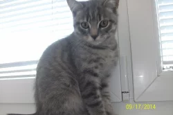 whiskas kocourek