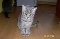 whiskas kocourek