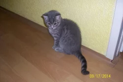 whiskas kocourek