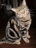 whiskas kocourek