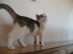 Kotě