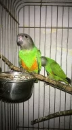 papoušek senegalský