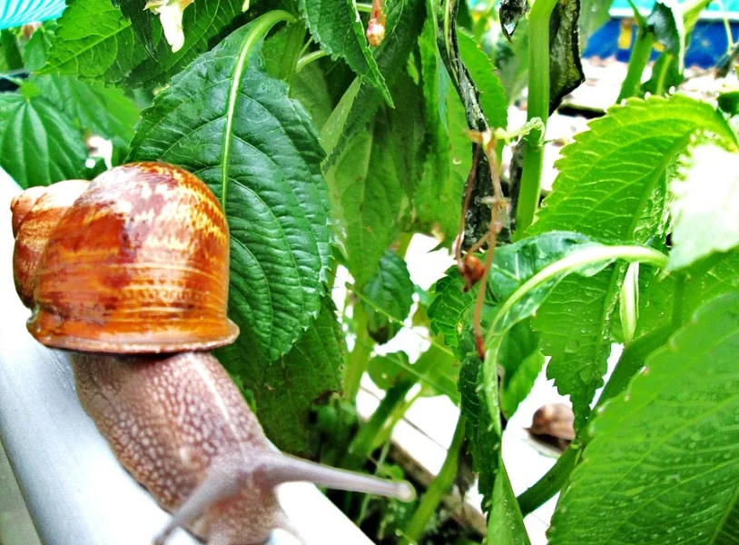 šneci kaviároví Helix Aspersa Maxima