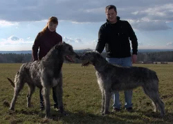 Irský vlkodav - fenky k okamžitému odběru