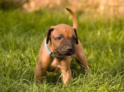 Rhodeský ridgeback (rhodesian ridgeback) s PP