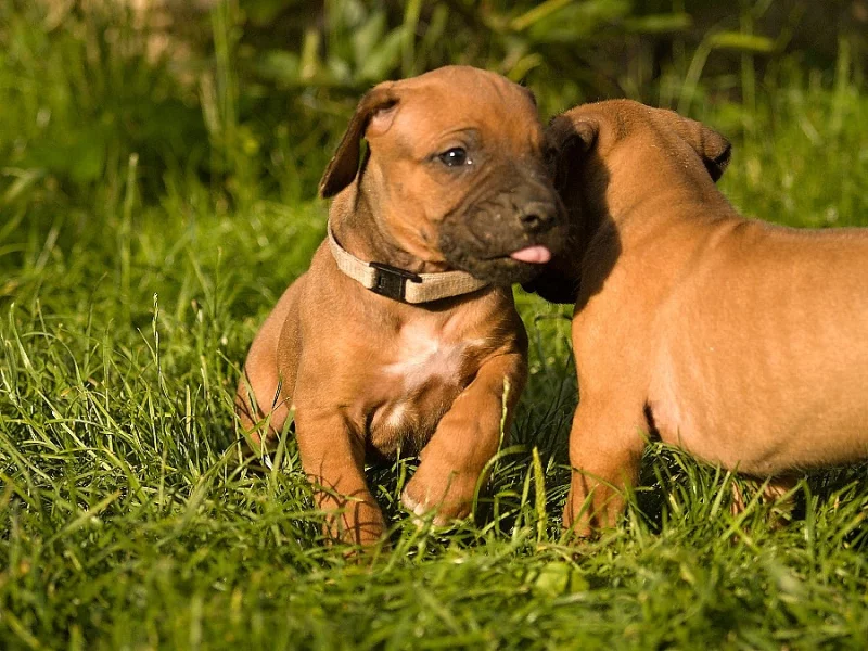 Rhodeský ridgeback (rhodesian ridgeback) s PP