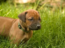 Rhodeský ridgeback (rhodesian ridgeback) s PP