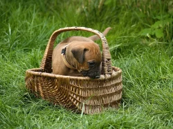 Rhodeský ridgeback (rhodesian ridgeback) s PP