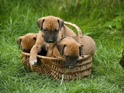 Rhodeský ridgeback (rhodesian ridgeback) s PP