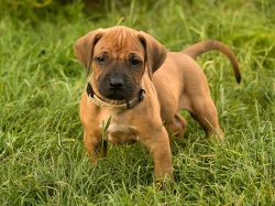 Rhodeský ridgeback (rhodesian ridgeback) s PP