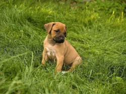 Rhodeský ridgeback (rhodesian ridgeback) s PP