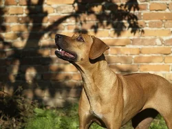 Rhodeský ridgeback (rhodesian ridgeback) s PP