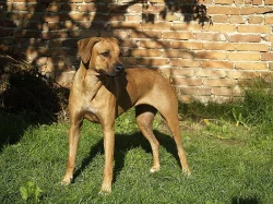 Rhodeský ridgeback (rhodesian ridgeback) s PP