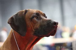 Rhodeský ridgeback (rhodesian ridgeback) s PP