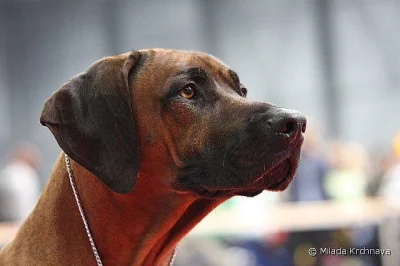 Rhodeský ridgeback (rhodesian ridgeback) s PP