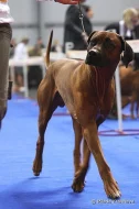 Rhodeský ridgeback (rhodesian ridgeback) s PP