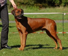 Rhodeský ridgeback (rhodesian ridgeback) s PP
