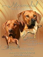 Rhodéský ridgeback - štěňata s PP k předrezervaci