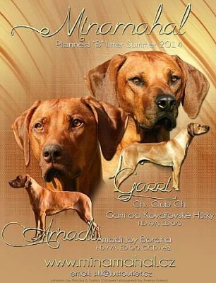 Rhodéský ridgeback - štěňata s PP k předrezervaci