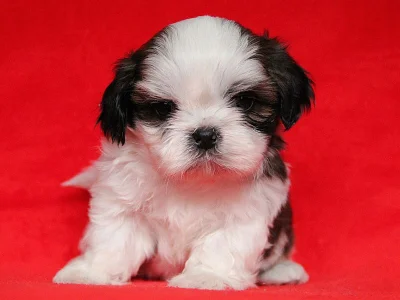 Shih-tzu, ši-tzu štěňátka s PP