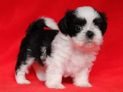 Shih-tzu, ši-tzu štěňátka s PP