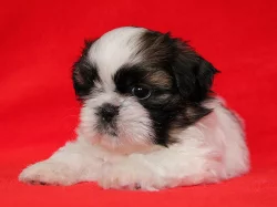 Shih-tzu, ši-tzu štěňátka s PP
